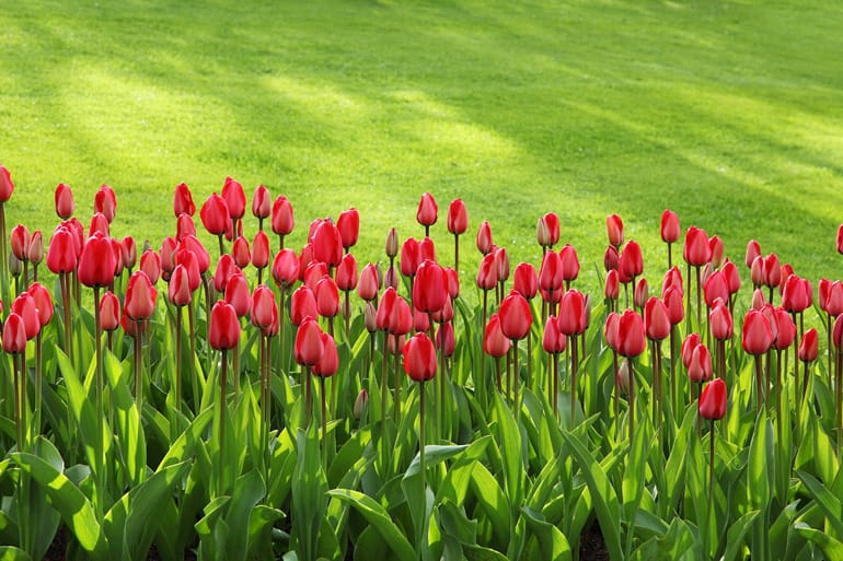 Tulips garden.jpg